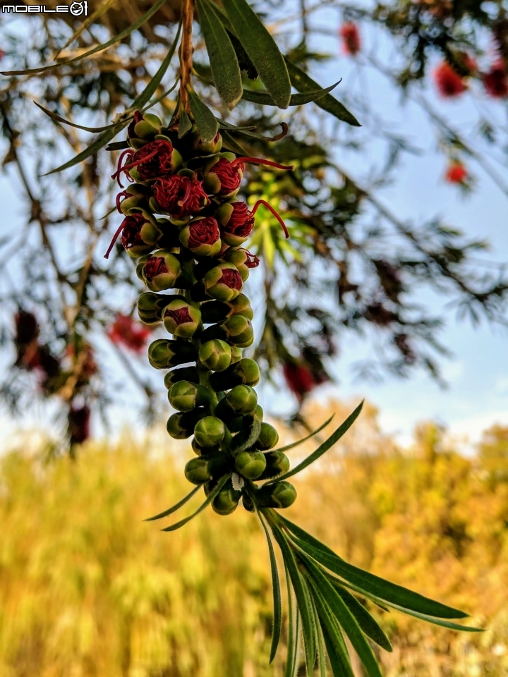 木棉花+紅千層+碗豆 台南市東區巴克禮公園 02/17