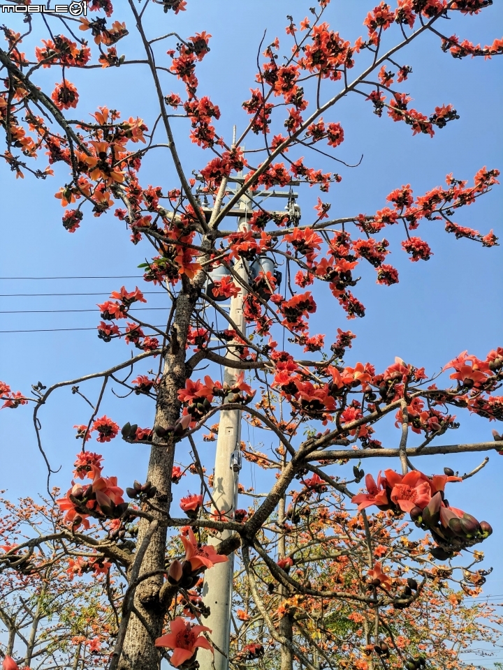 木棉花道初開 台南市白河區林初埤02/09