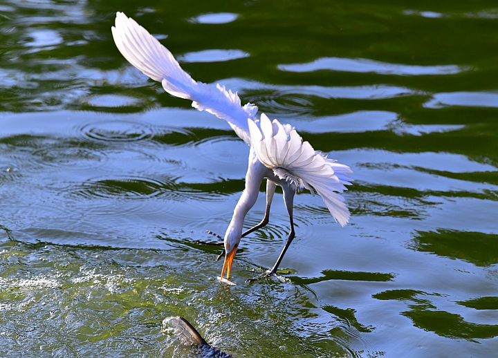 D850+105mm首拍連續追焦拍飛羽，祝大家新年快樂、年年有"魚"！