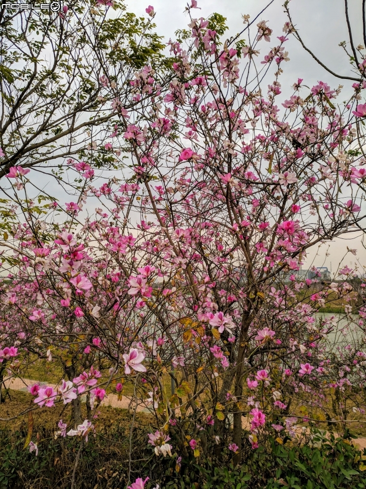 羊蹄甲... 台南市新市區南科-堤塘湖 02/24