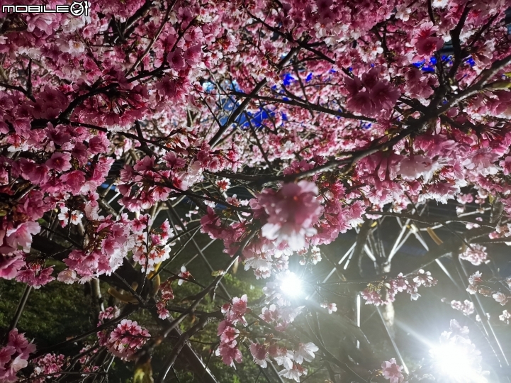 陽明山平菁街與東湖樂活公園櫻花