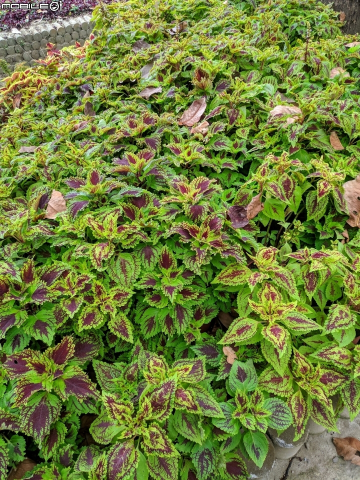 鬱金香+茶花.... 台南市柳營區南元花園休閒農場 02/04