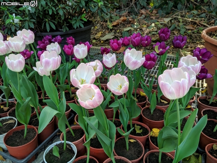 鬱金香+茶花.... 台南市柳營區南元花園休閒農場 02/04