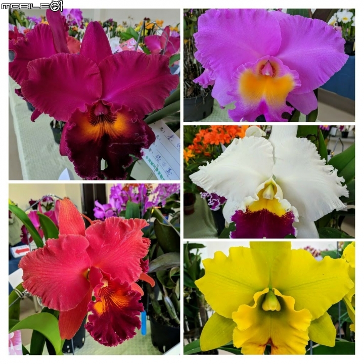 蘭花展 台南市山上區 02/02