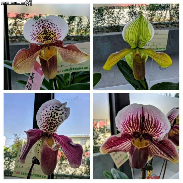 蘭花展 台南市山上區 02/02