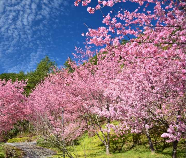 紅香泡湯 福壽露營 武陵賞花 2019-2-18~20