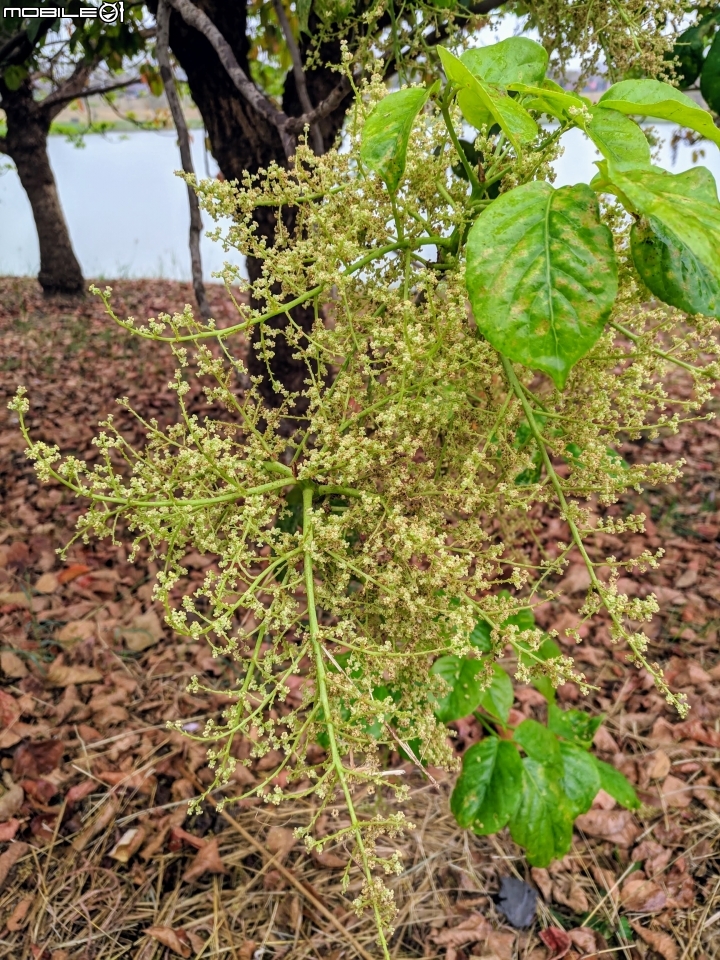 羊蹄甲... 台南市新市區南科-堤塘湖 02/24