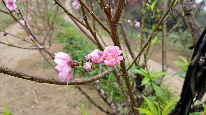 貓空 杏花林