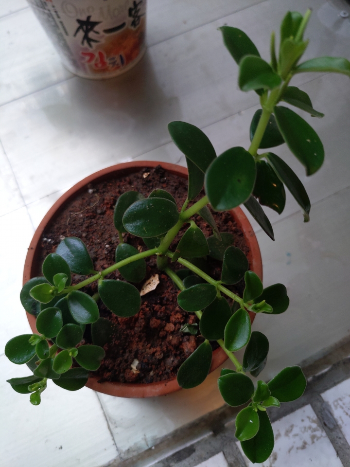 請問這植物的名稱