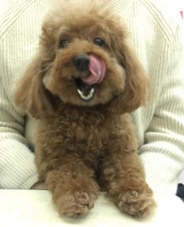 [分享] 老饕汪的新歡飼料-PetKind