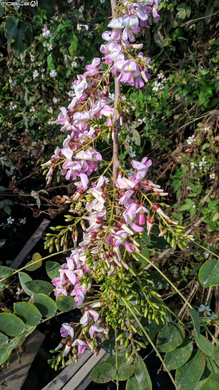 木棉花道初開 台南市白河區林初埤02/09