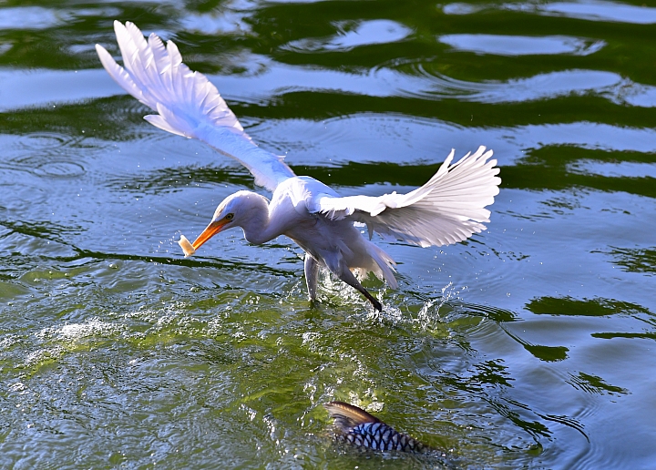 D850+105mm首拍連續追焦拍飛羽，祝大家新年快樂、年年有"魚"！
