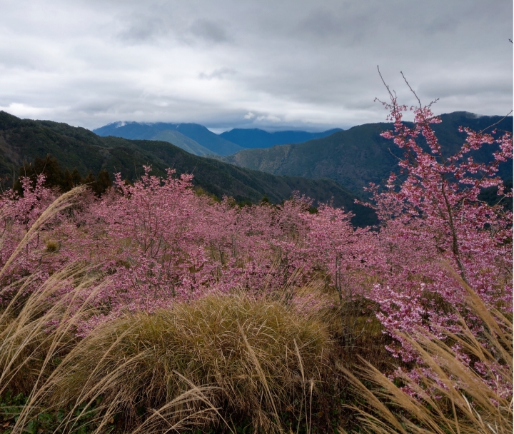 紅香泡湯 福壽露營 武陵賞花 2019-2-18~20