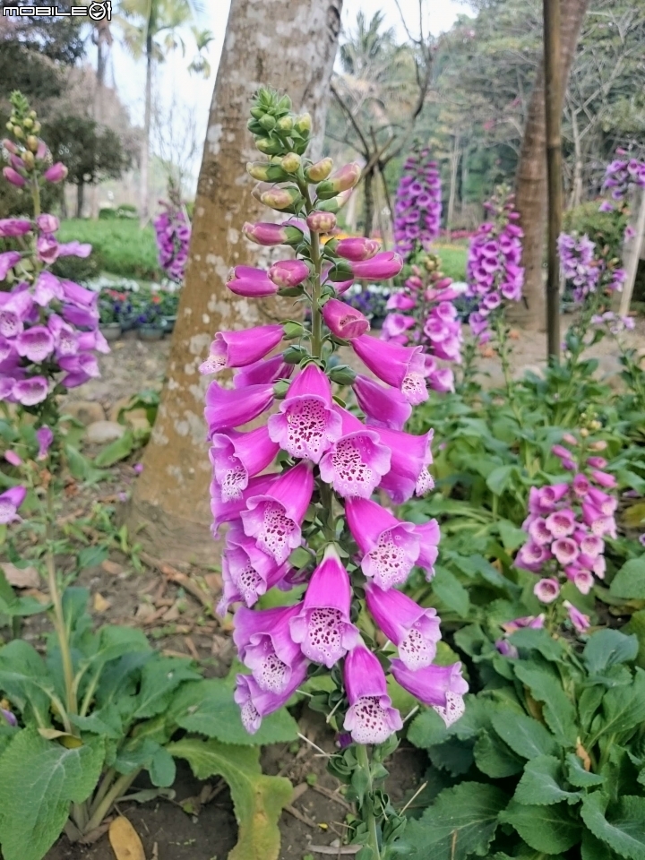 鬱金香+茶花.... 台南市柳營區南元花園休閒農場 02/04