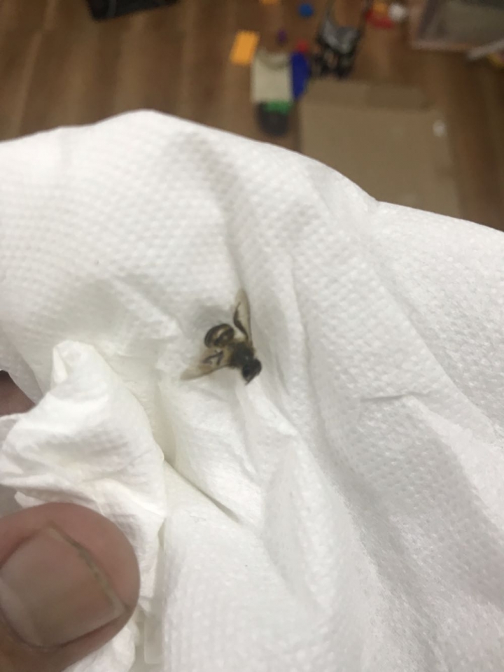 請問這是蜜蜂嗎？
