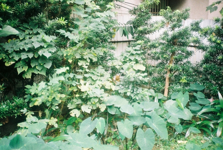 [Ricoh 35EFS]溫羅汀康青龍街區散步趣[Kodak 200]