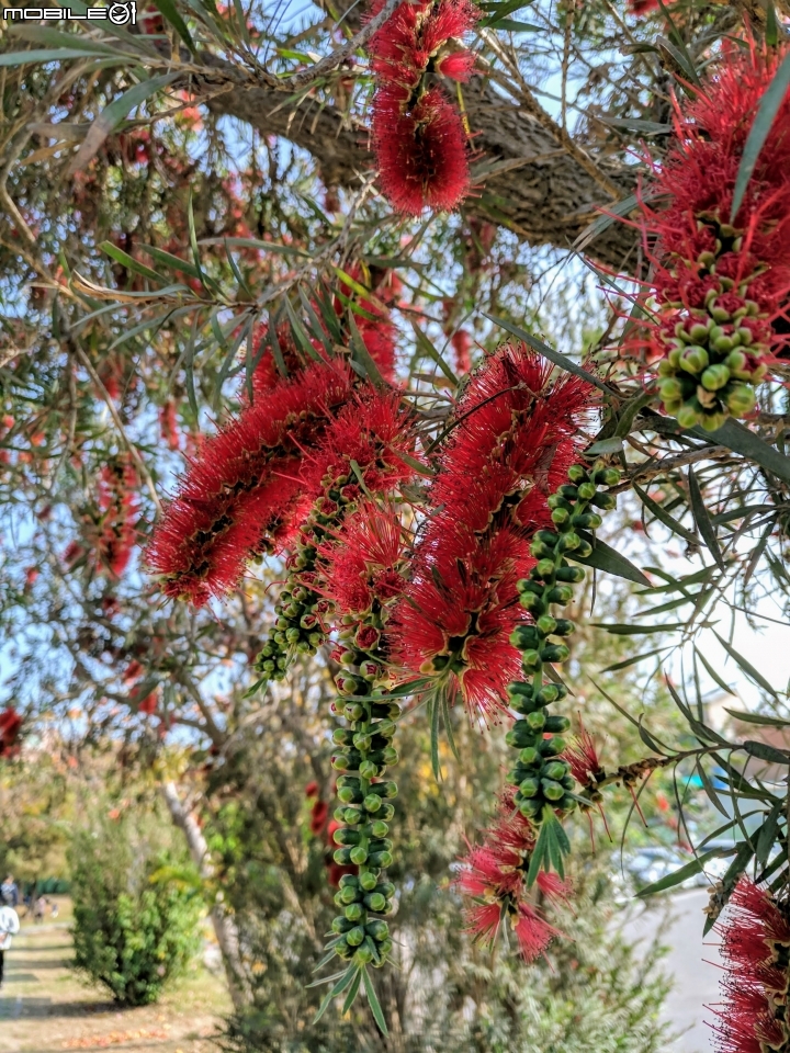木棉花+紅千層+碗豆 台南市東區巴克禮公園 02/17