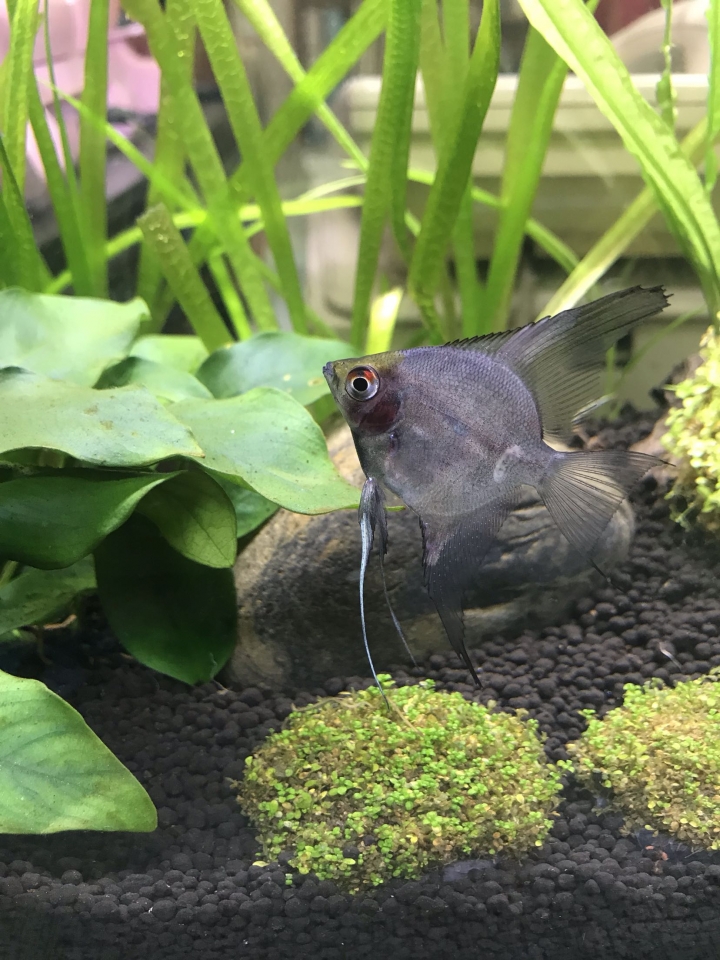 神仙魚公母