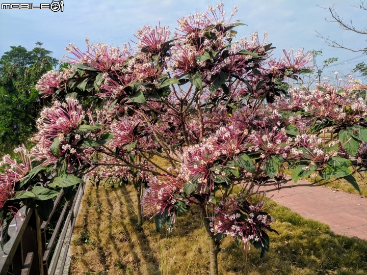 煙火花 台南市柳營區太康綠色隧道 02/09