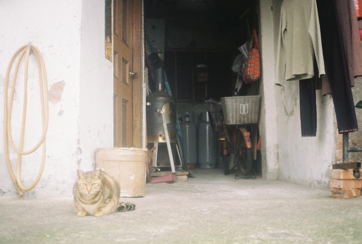 [Ricoh 35EFS]溫羅汀康青龍街區散步趣[Kodak 200]