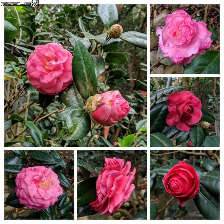 鬱金香+茶花.... 台南市柳營區南元花園休閒農場 02/04