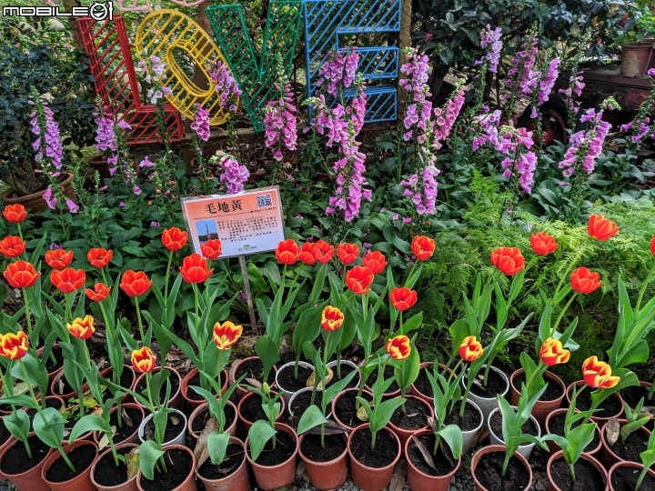 鬱金香+茶花.... 台南市柳營區南元花園休閒農場 02/04