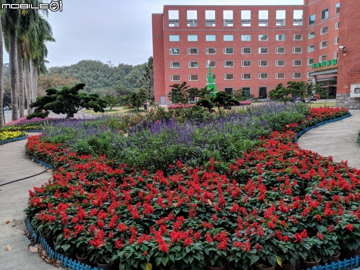 鬱金香+茶花.... 台南市柳營區南元花園休閒農場 02/04