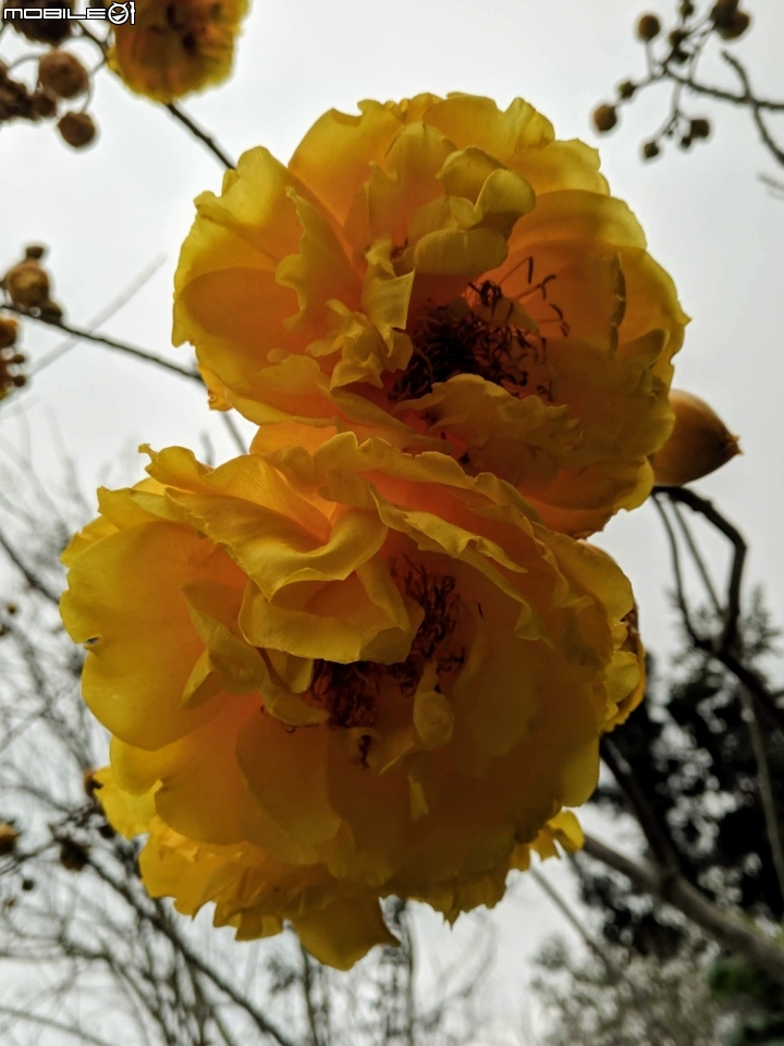鬱金香+茶花.... 台南市柳營區南元花園休閒農場 02/04