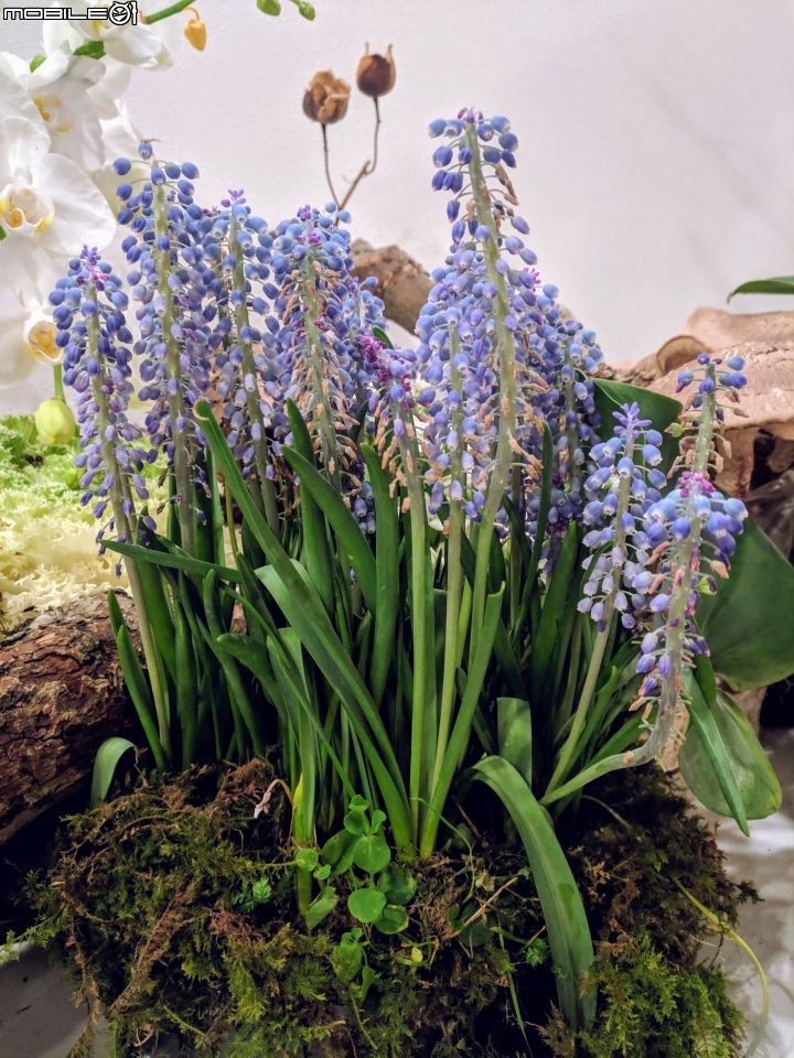 台中花博后里園區花舞館 02/6