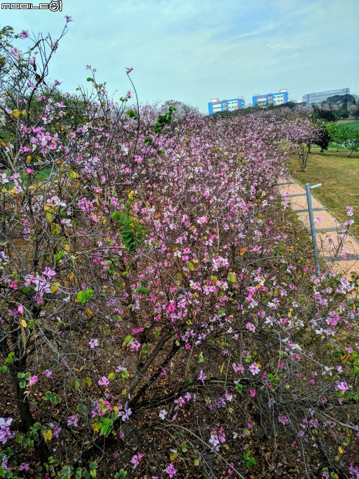 羊蹄甲... 台南市新市區南科-堤塘湖 02/24