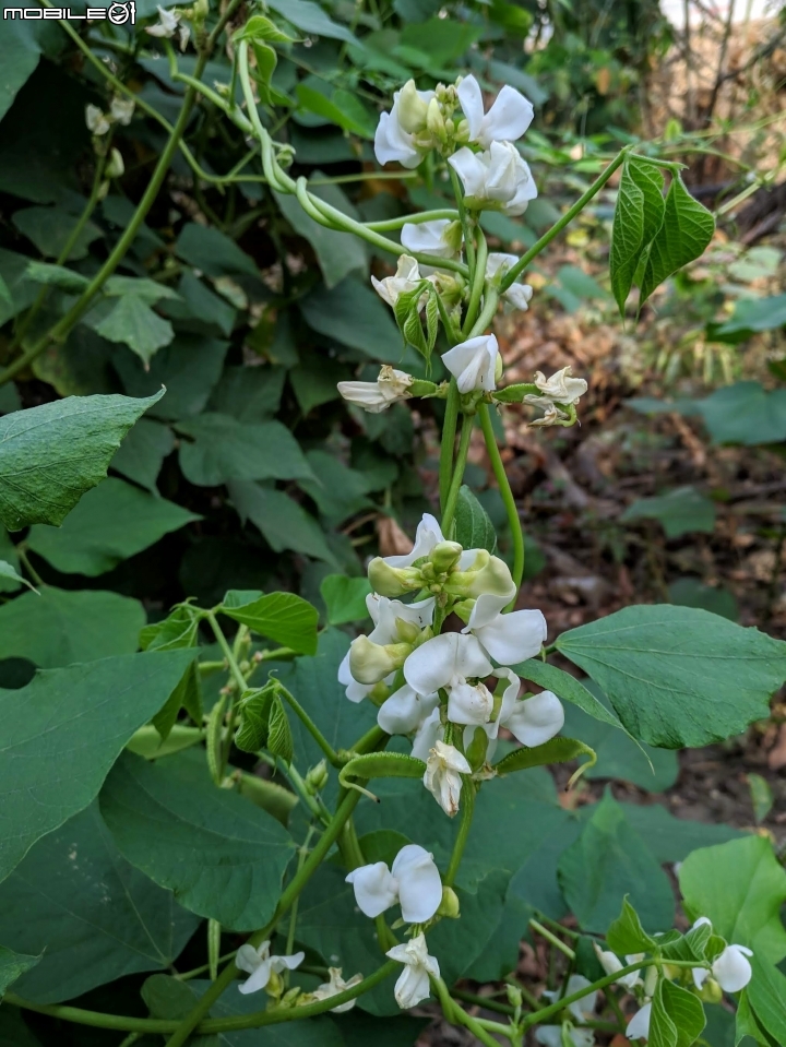 木棉花+紅千層+碗豆 台南市東區巴克禮公園 02/17
