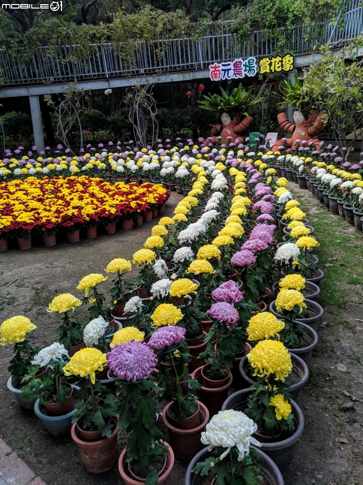 鬱金香+茶花.... 台南市柳營區南元花園休閒農場 02/04