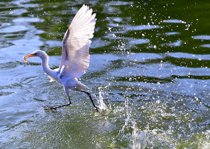 D850+105mm首拍連續追焦拍飛羽，祝大家新年快樂、年年有"魚"！