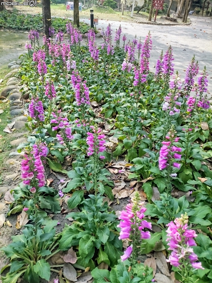 鬱金香+茶花.... 台南市柳營區南元花園休閒農場 02/04