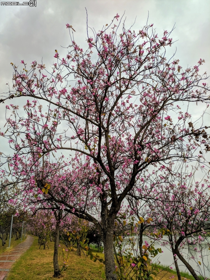 羊蹄甲... 台南市新市區南科-堤塘湖 02/24