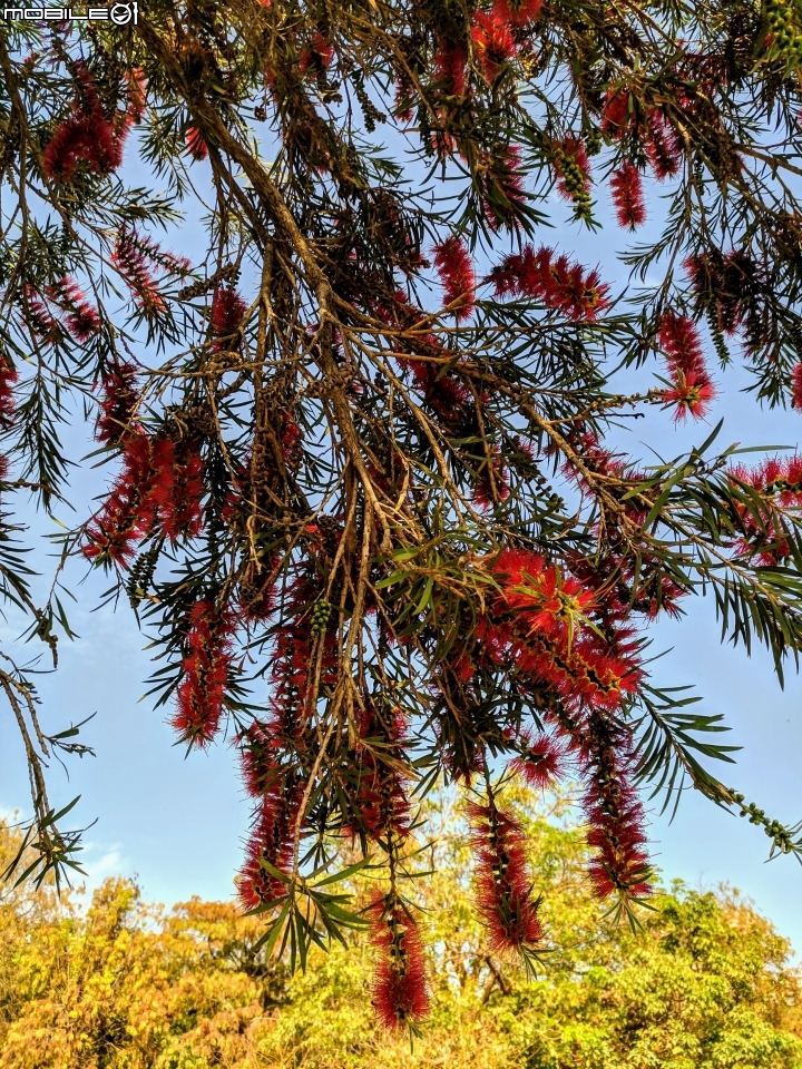 木棉花+紅千層+碗豆 台南市東區巴克禮公園 02/17