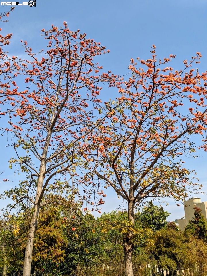 木棉花+紅千層+碗豆 台南市東區巴克禮公園 02/17