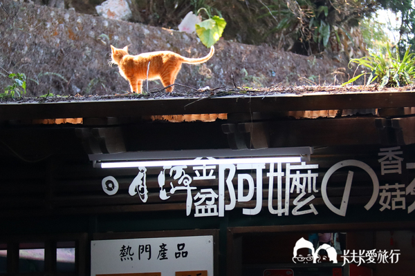 南投景點-日月潭綠世界遊船|搭船輕鬆玩日月潭