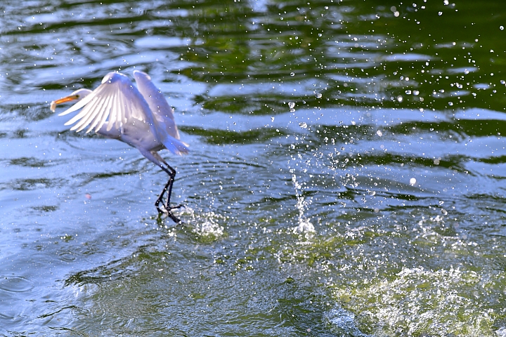 D850+105mm首拍連續追焦拍飛羽，祝大家新年快樂、年年有"魚"！