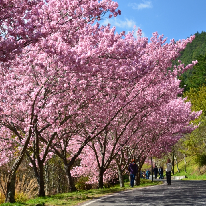紅香泡湯 福壽露營 武陵賞花 2019-2-18~20