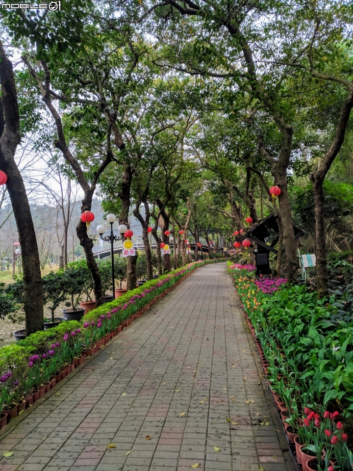 鬱金香+茶花.... 台南市柳營區南元花園休閒農場 02/04