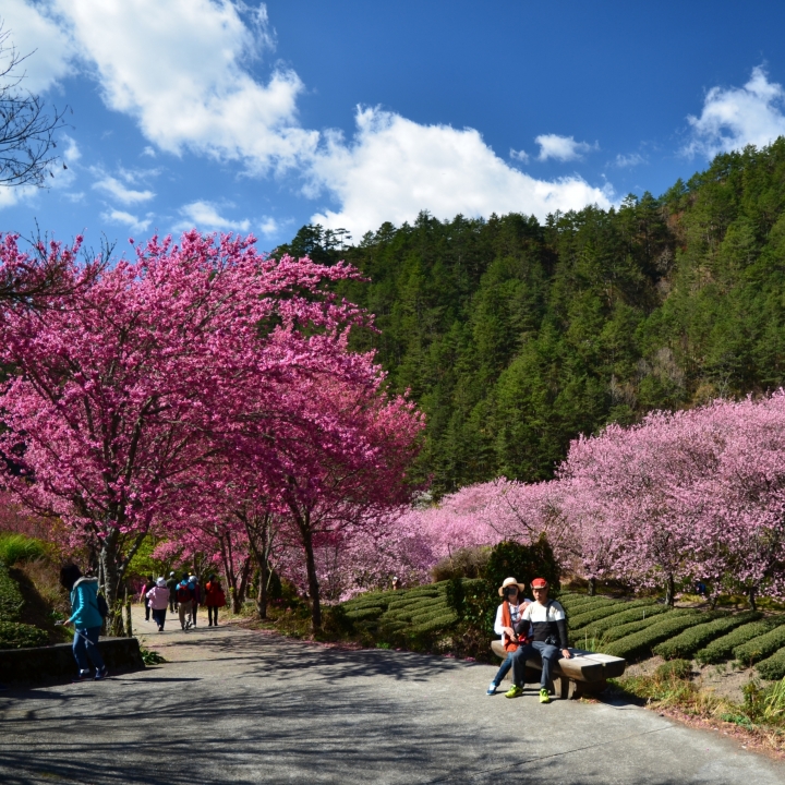 紅香泡湯 福壽露營 武陵賞花 2019-2-18~20