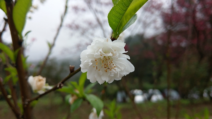 貓空 杏花林