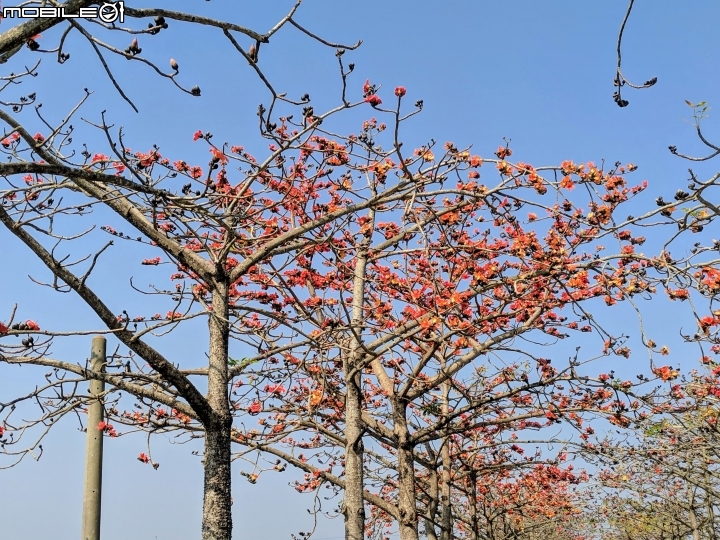 木棉花道初開 台南市白河區林初埤02/09