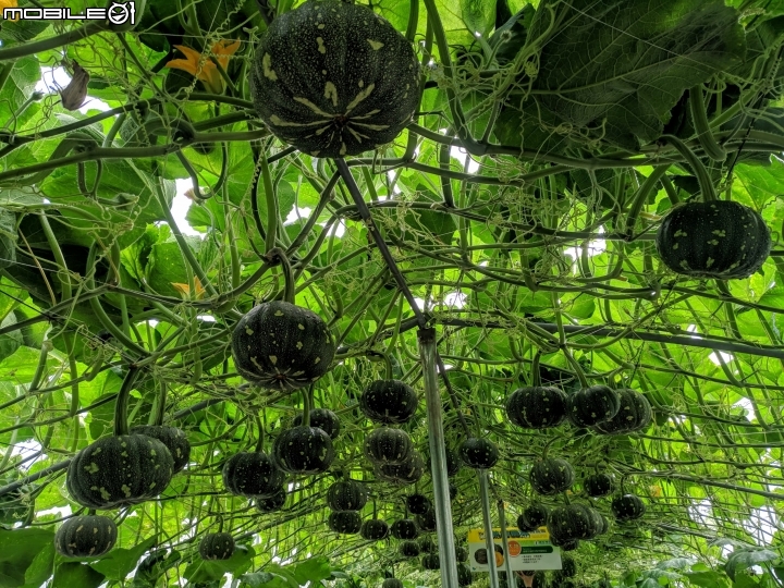 熱帶農業博覽會 屏東縣長治鄉德和路 02/05