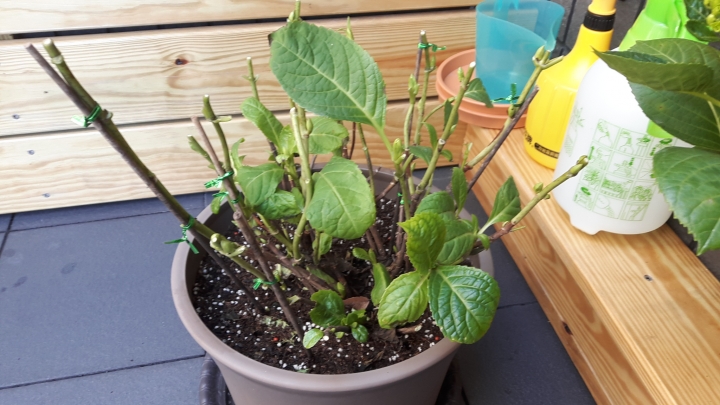請問，繡球花施肥階段？