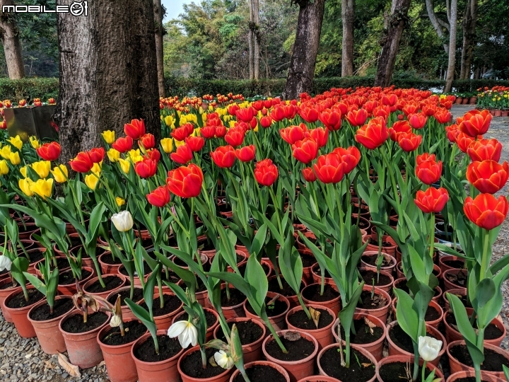 鬱金香+茶花.... 台南市柳營區南元花園休閒農場 02/04