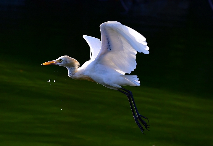 D850+105mm首拍連續追焦拍飛羽，祝大家新年快樂、年年有"魚"！