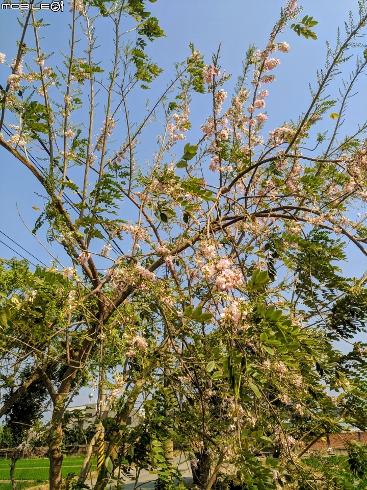 木棉花道初開 台南市白河區林初埤02/09