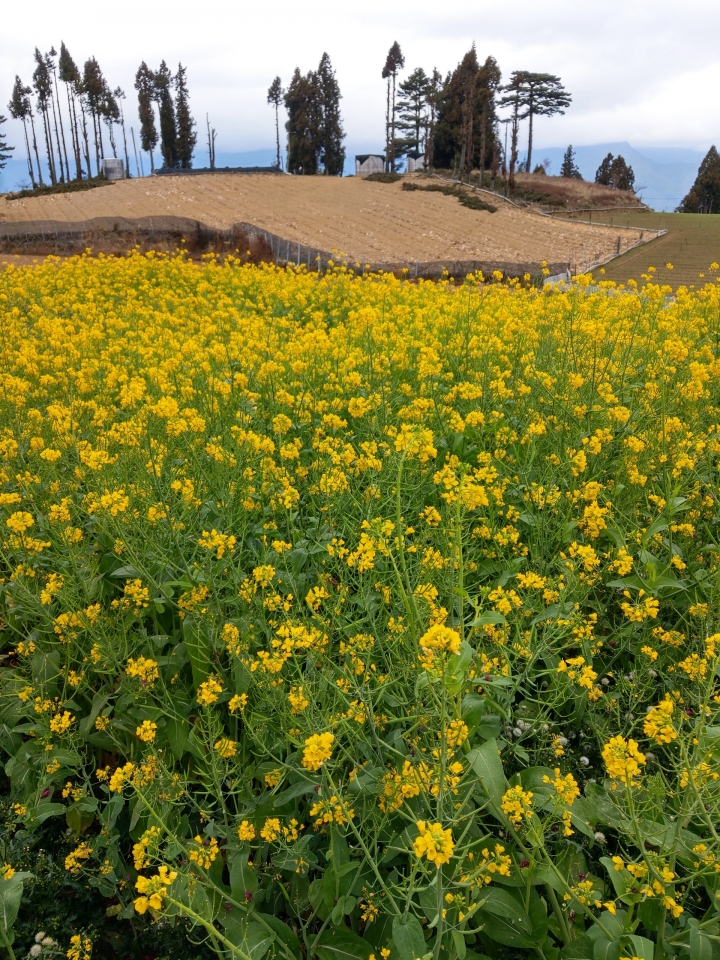 紅香泡湯 福壽露營 武陵賞花 2019-2-18~20